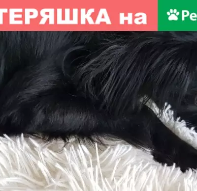 Пропала собака в Видном, Елизавета Алёшина, 14 июня в 21:25