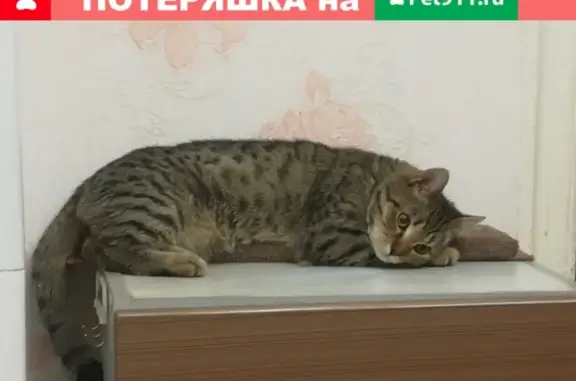Пропала кошка Чимин в Иваново на 1-й Запрудной улице
