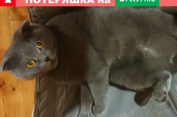 Пропала кошка в Новокузнецке, район карлыка.
