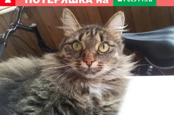 Пропала кошка на Проспекте Победы 6А в Нижневартовске