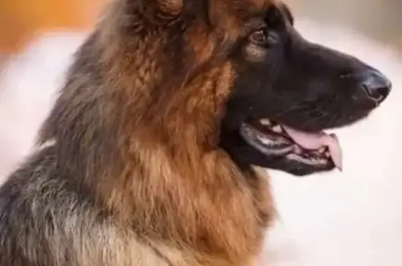 Пропала собака Рокс в Белореченске, Краснодарский край