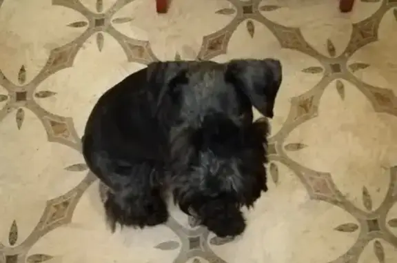 Найдена собака в микрорайоне Закамск