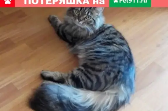 Пропала кошка на ул. Генерала Иванова 3/1 в Сургуте (НЮША)