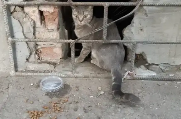Кошка потерялась на Ташкентской/Парковом проспекте в Оренбурге