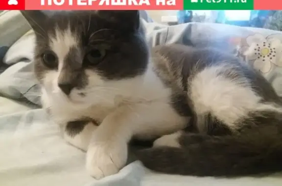 Пропала кошка из медбольницы в Серпухове (Советская д.15)