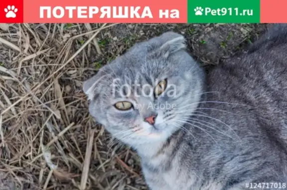Пропала кошка на Иркутском тракте 172, Томск