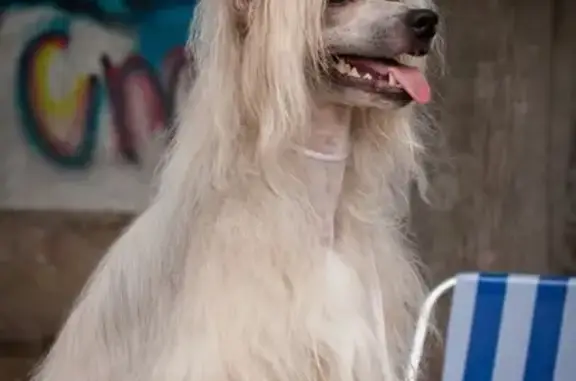 Пропала собака Паша, Ликино-Дулёво, Московская область.