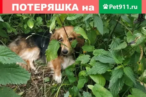 Найдена собака на ул. Склизкова