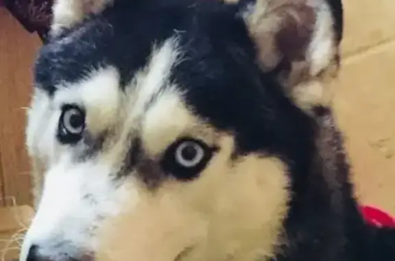 Пропала собака в Коврове, Черно-белая, голубые глаза