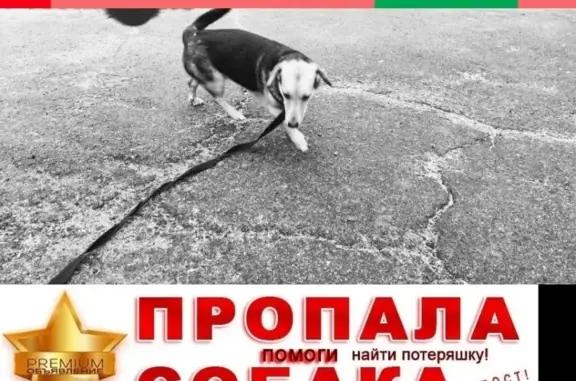 Пропала собака в Хортицком районе, ул. Новгородская, возле магазина Ева
