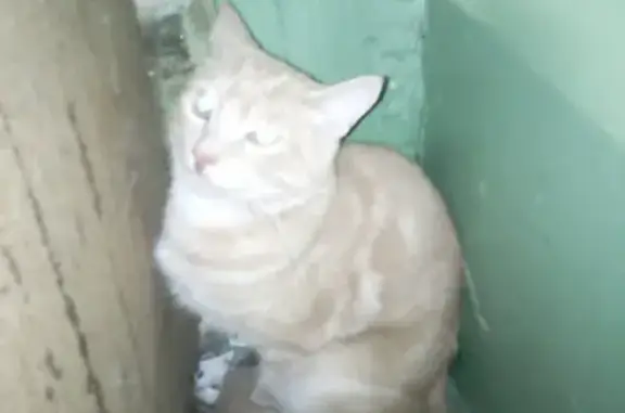 Найдена кошка на ул. Верхнеполевой Полевой, 21, Ульяновск