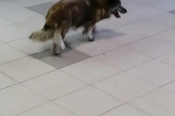 Найдена собака на станции Нарофоминская, ищем хозяев