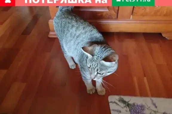 Найдена короткохвостая кошка на 2-ой Фрунзенской