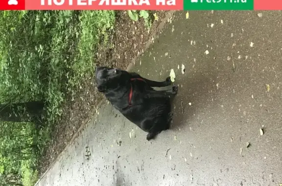 Найдена собака, Москва, фото: Найдена собака в Зеленограде, ищем хозяев!
