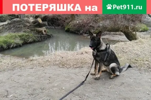 Собаки потеряшки, Москва, фото: Потеряшка немецкая овчарка Ибица на ул. Тёплый Стан, Москва