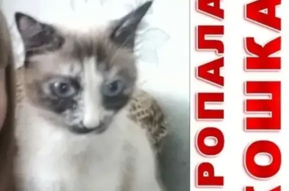 Потерянные животные Курган, фото: Пропала кошка Васька в Восточном районе Кургана