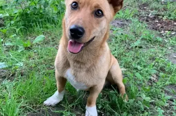 Найдена собака в Ромашке-3, Курск