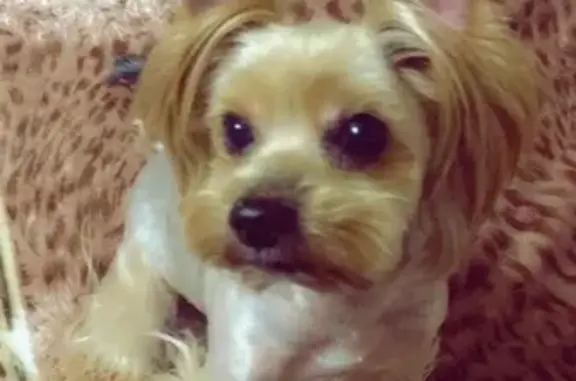 Пропала собака в Мацесте, нуждается в лечении. Вознаграждение.