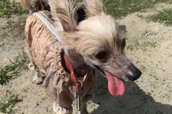 Найдена китайская хохлатая собака на Рамаде