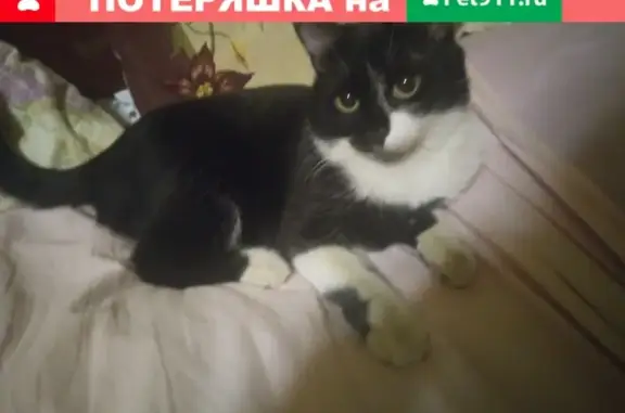 Найдена домашняя кошка на ул. Чаплыгина, Москва.