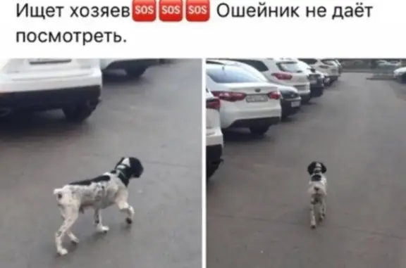 Собака на Нижегородской обл. не дает снять намордник