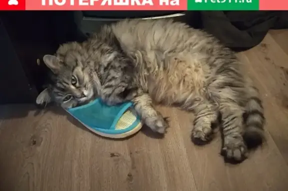 Пропал кот, ул. Агрохимическая 110, серый, 6 лет.