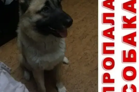 Собаки потеряшки, Москва, фото: Потеряшка собака на Каширском шоссе, Орехово-Борисово.