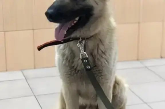 Найдена собака в Москве, ищем старого хозяина!