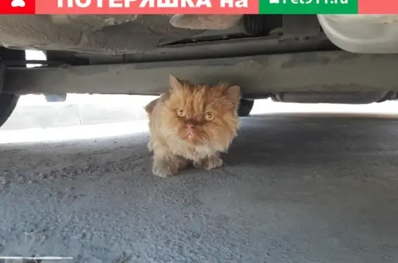 Найден персидский кот без чипа у метро Девяткино