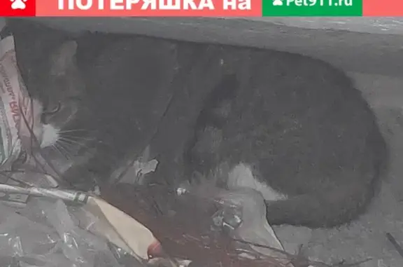 Найдена кошка на пр-д Кадомцева, 23 в Москве