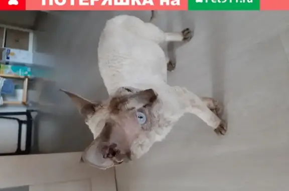 Найдена кошка Девон-рекс в Севастополе на Яхонтовой