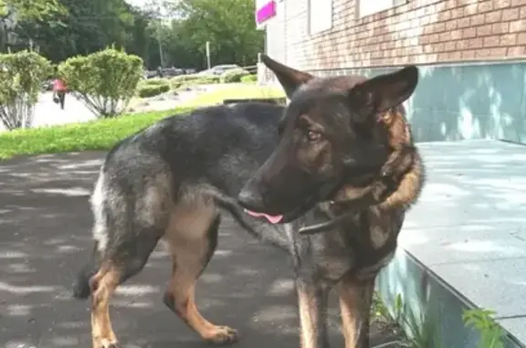 Найдена собака, Москва, фото: Собака ждет хозяев на ул. Генерала Тюленева, 4Ас2