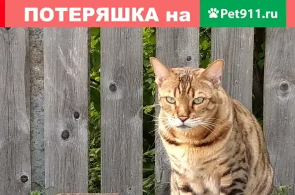 Кошки потеряшки, Смоленск, фото: Потеряшка кот в Горянах, тигровый окрас, 7 лет