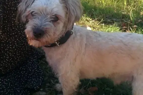 Собаки потеряшки, Новокузнецк, фото: Потеряшка собака Чип в Новобайдаевке, Кемеровская область