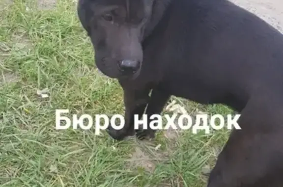 Собаки потеряшки, Архангельск, фото: Потеряшка собака на Галушина у Арана, черный шарпей с ошейником