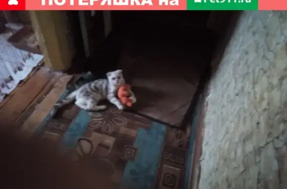 Пропал кот в Лакинске с зеленым ошейником