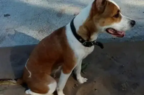 Собаки потеряшки, Большое Афанасово, фото: Потеряшка собака в Большом Афанасово