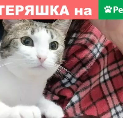 Пропала кошка в Волгодонске, район В16, ФОК АЭС.