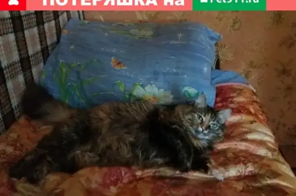 Пропала кошка на Джамбульской 2А, вознаграждение за находку.