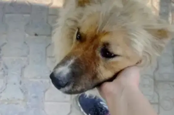 Собака найдена на ул. Очиченко, Якутск