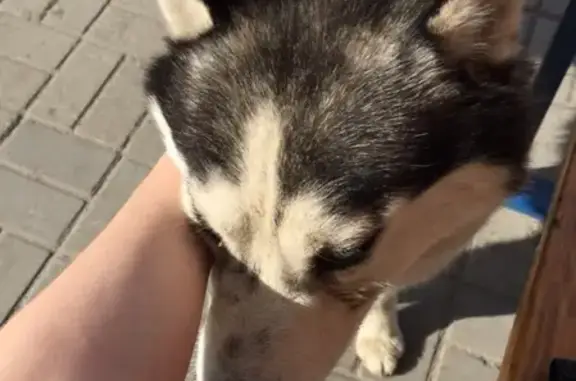 Собака Чей хася найдена возле Ленты мира 30, Томск