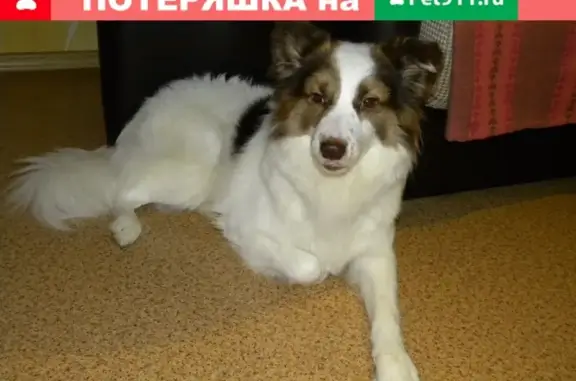 Пропала белая собака без ошейника в Иваново, район Новой Ильинки.