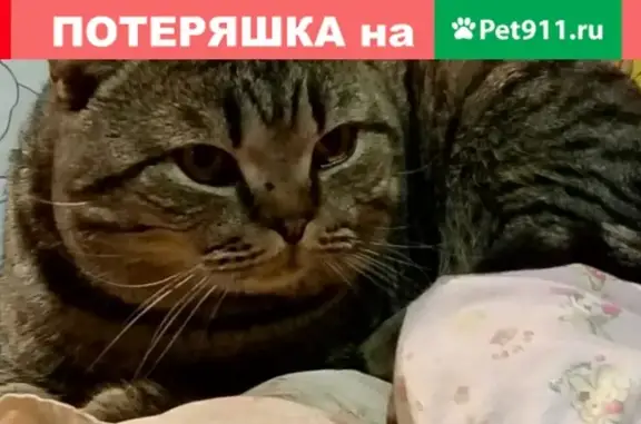 Пропал кот на Элке, Курская область