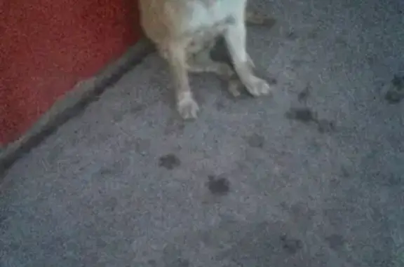 Найдена домашняя собака в Нижневартовске