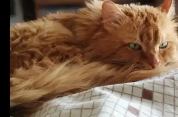 Кошки потеряшки, Тамбов, фото: Потеряшка кот Рыжик в Тамбове, СНТ 