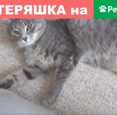 Пропал кот в с. Палимовка, Бузулук, Оренбургская область
