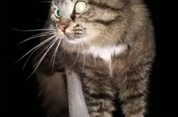 Кошки потеряшки, Заборье, фото: Потеряшка кот Тим в Заборье, Рязанская область