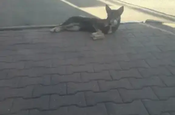 Найден щенок на вокзале в Орехово-Зуево