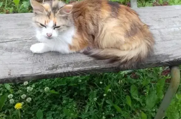 Кошка на дачном участке в Иваново