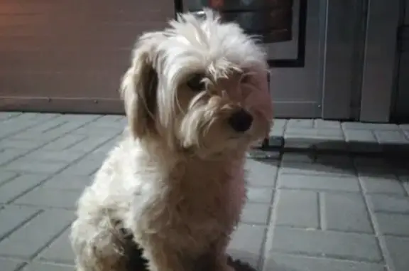 Найдена собака на ул. Курчатова, ищут хозяев!